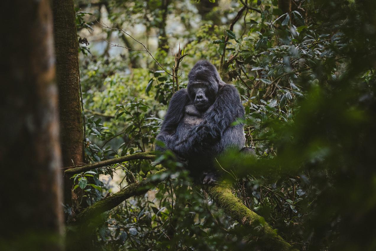 The A&K Worldwide Sale